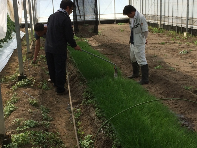 ニラ苗の管理 ナスの整枝 一芽切り戻し 新規就農を目指す活動のあれこれ