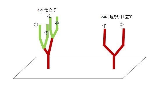 米ナスの定植と誘引紐結び方 新規就農を目指す活動のあれこれ